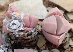 Gibbaeum petrense
