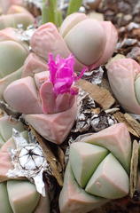Gibbaeum petrense