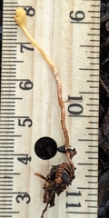 Ophiocordyceps sphecocephala