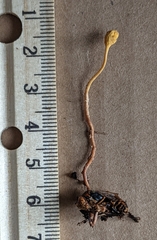Ophiocordyceps sphecocephala