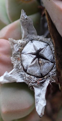 Gibbaeum petrense