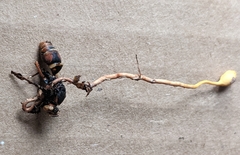 Ophiocordyceps sphecocephala