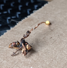Ophiocordyceps sphecocephala