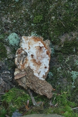 Sarcoporia polyspora