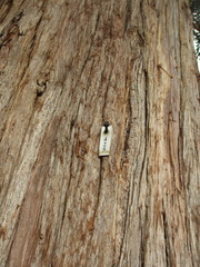 Eucalyptus muelleriana