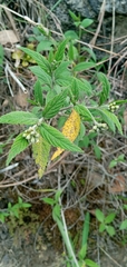 Varronia crenata