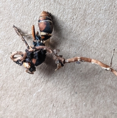 Ophiocordyceps sphecocephala