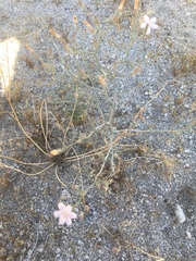 Stephanomeria exigua exigua