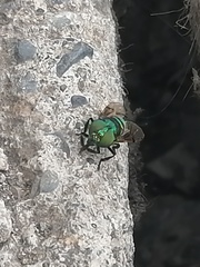 Ornidia