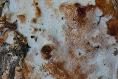 Sarcoporia polyspora