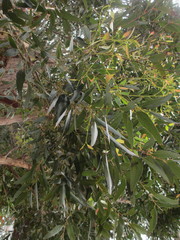 Eucalyptus muelleriana