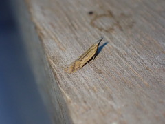 Dichomeris limosellus