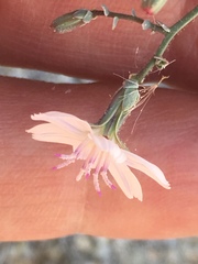 Stephanomeria exigua exigua