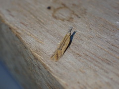 Dichomeris limosellus