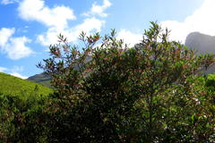 Pterocelastrus rostratus