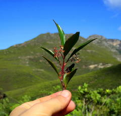 Pterocelastrus rostratus