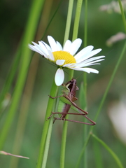 Pholidoptera littoralis