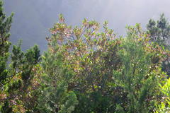 Pterocelastrus rostratus