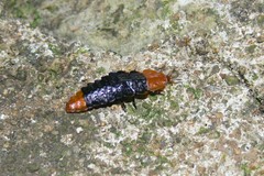 Lamprigera