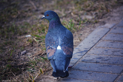 Columba livia domestica