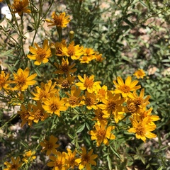 Tagetes lemmonii