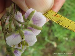 Heliophila rigidiuscula