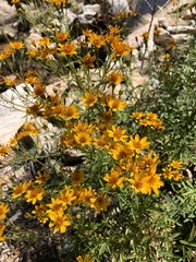 Tagetes lemmonii