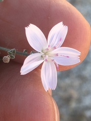 Stephanomeria exigua exigua