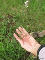 Heliophila rigidiuscula