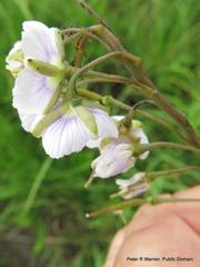 Heliophila rigidiuscula