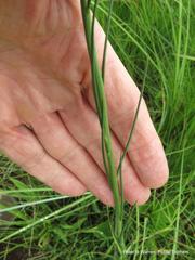 Heliophila rigidiuscula