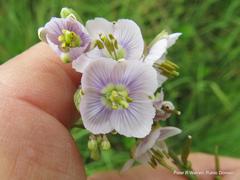 Heliophila rigidiuscula