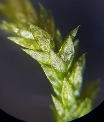 Cirriphyllum crassinervium