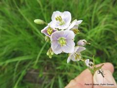 Heliophila rigidiuscula