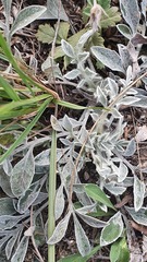 Psephellus marschallianus