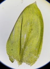 Cirriphyllum crassinervium