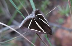 Chalciope delta