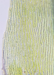 Cirriphyllum crassinervium