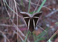 Chalciope delta