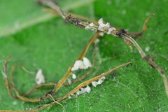 Calyptella gibbosa