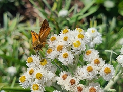 Ochlodes sylvanoides