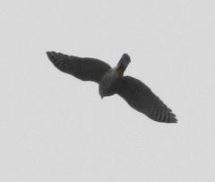 Accipiter tachiro