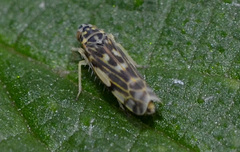 Eupteryx urticae