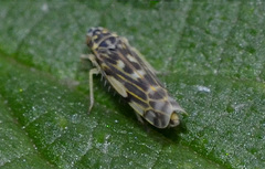 Eupteryx urticae