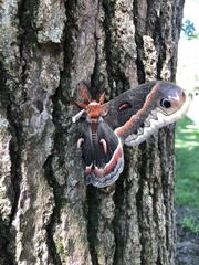 Hyalophora cecropia