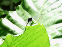Orthetrum triangulare