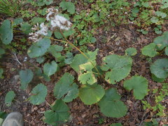 Adenostyles australis