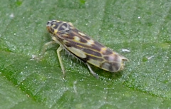Eupteryx urticae