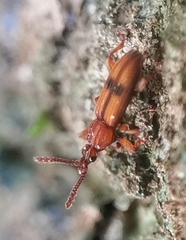 Higonius
