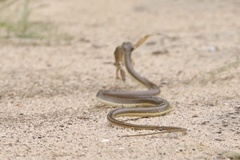 Psammophis